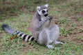 A ring tailed lemur is eating its favorite fruit. Royalty Free Stock Photo