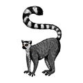 Ring tailed lemur engraving vector illustration