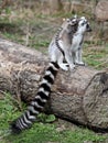 Ring tailed lemur family Royalty Free Stock Photo