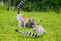 Ring-tailed Lemur family on the grass Royalty Free Stock Photo