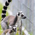 Ring tailed lemur family Royalty Free Stock Photo