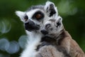 Ring tailed lemur family Royalty Free Stock Photo