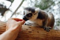 Ring-tailed lemur feeding in contact zoo Royalty Free Stock Photo