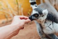 Ring-tailed lemur feeding in contact zoo Royalty Free Stock Photo