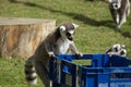 Ring tailed lemur