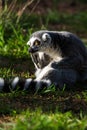 Ring Tailed Lemur Royalty Free Stock Photo