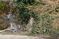 Ring-tailed lemur on the ground
