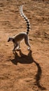 Ring-tailed lemur on the ground. Madagascar.