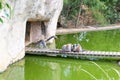 Ring-tailed lemur group Royalty Free Stock Photo