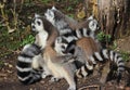 Ring tailed lemur group Royalty Free Stock Photo