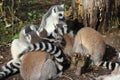 Ring tailed lemur group Royalty Free Stock Photo