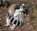 Ring tailed lemur group Royalty Free Stock Photo