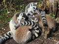 Ring tailed lemur group Royalty Free Stock Photo