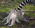 Ring tailed lemur group Royalty Free Stock Photo