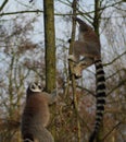 Ring tailed lemur group Royalty Free Stock Photo