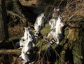 Ring tailed lemur group Royalty Free Stock Photo