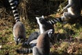 Ring tailed lemur group Royalty Free Stock Photo