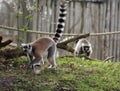 Ring tailed lemur group in zoo Royalty Free Stock Photo