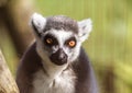 Ring-Tailed Lemur has big golden eyes, closeup portrait Royalty Free Stock Photo