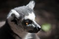 Ring-tailed lemur. Head cat lemur closeup. Maki lemur,