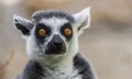 Ring tailed lemur head portrait Royalty Free Stock Photo