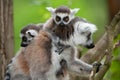 Ring-tailed lemur with her cute babies