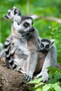 Ring-tailed Lemur With Her Cute Babies
