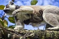 Ring-tailed Lemur With Her Cute Baby