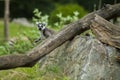 A ring-tailed lemur hiding from predators and nosy people. Royalty Free Stock Photo