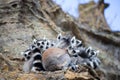 Ring-tailed Lemur huddled together Royalty Free Stock Photo