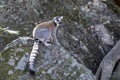 Ring-tailed lemur, isalo, madagascar Royalty Free Stock Photo