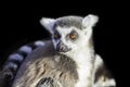 Ring-tailed lemur isolated against black backgound