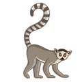 Ring-tailed lemur. Isolated wild ape