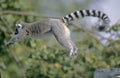 Ring-tailed Lemur Jumping
