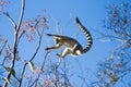 Ring-tailed Lemur jumping from branch to branch Royalty Free Stock Photo