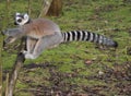 Ring tailed lemur jumping Royalty Free Stock Photo