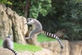 Ring-tailed lemur jumping in a z Royalty Free Stock Photo