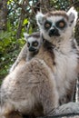 Ring Tailed Lemur kata ,Close up Ring-tailed lemur baby and mother.Wild nature Madagascar