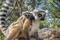 Ring Tailed Lemur kata ,Close up Ring-tailed lemur baby and mother.Wild nature Madagascar