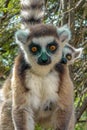 Ring Tailed Lemur kata ,Close up Ring-tailed lemur baby and mother.Wild nature Madagascar