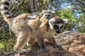 Ring Tailed Lemur kata ,Close up Ring-tailed lemur baby and mother.Wild nature Madagascar