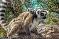 Ring Tailed Lemur kata ,Close up Ring-tailed lemur baby and mother.Wild nature Madagascar