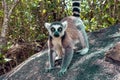 Ring Tailed Lemur kata ,Portrait,Close up Ring-tailed lemur.Wild nature Madagascar Royalty Free Stock Photo