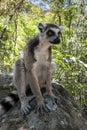 Ring Tailed Lemur kata ,Portrait,Close up Ring-tailed lemur.Wild nature Madagascar Royalty Free Stock Photo