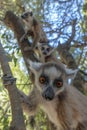 Ring Tailed Lemur kata ,Portrait,Close up Ring-tailed lemur.Wild nature Madagascar Royalty Free Stock Photo