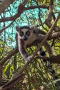 Ring Tailed Lemur kata ,Portrait,Close up Ring-tailed lemur.Wild nature Madagascar Royalty Free Stock Photo