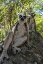 Ring Tailed Lemur kata ,Portrait,Close up Ring-tailed lemur.Wild nature Madagascar Royalty Free Stock Photo