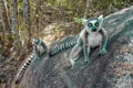 Ring Tailed Lemur kata ,Portrait,Close up Ring-tailed lemur.Wild nature Madagascar Royalty Free Stock Photo