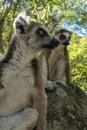 Ring Tailed Lemur kata ,Portrait,Close up Ring-tailed lemur.Wild nature Madagascar Royalty Free Stock Photo