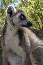 Ring Tailed Lemur kata ,Portrait,Close up Ring-tailed lemur.Wild nature Madagascar Royalty Free Stock Photo
